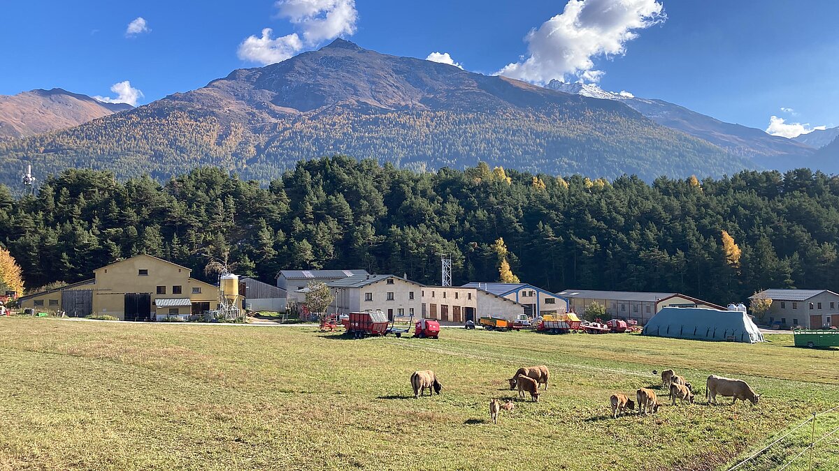 Attēlā redzama ainava ar kalniem, mežu, lauksaimniecības infrastruktūru un zālāju, kurā ganās govis. Attēlā redzama ainava ar kalniem, mežu, lauksaimniecības infrastruktūru un zālāju, kurā ganās govis.