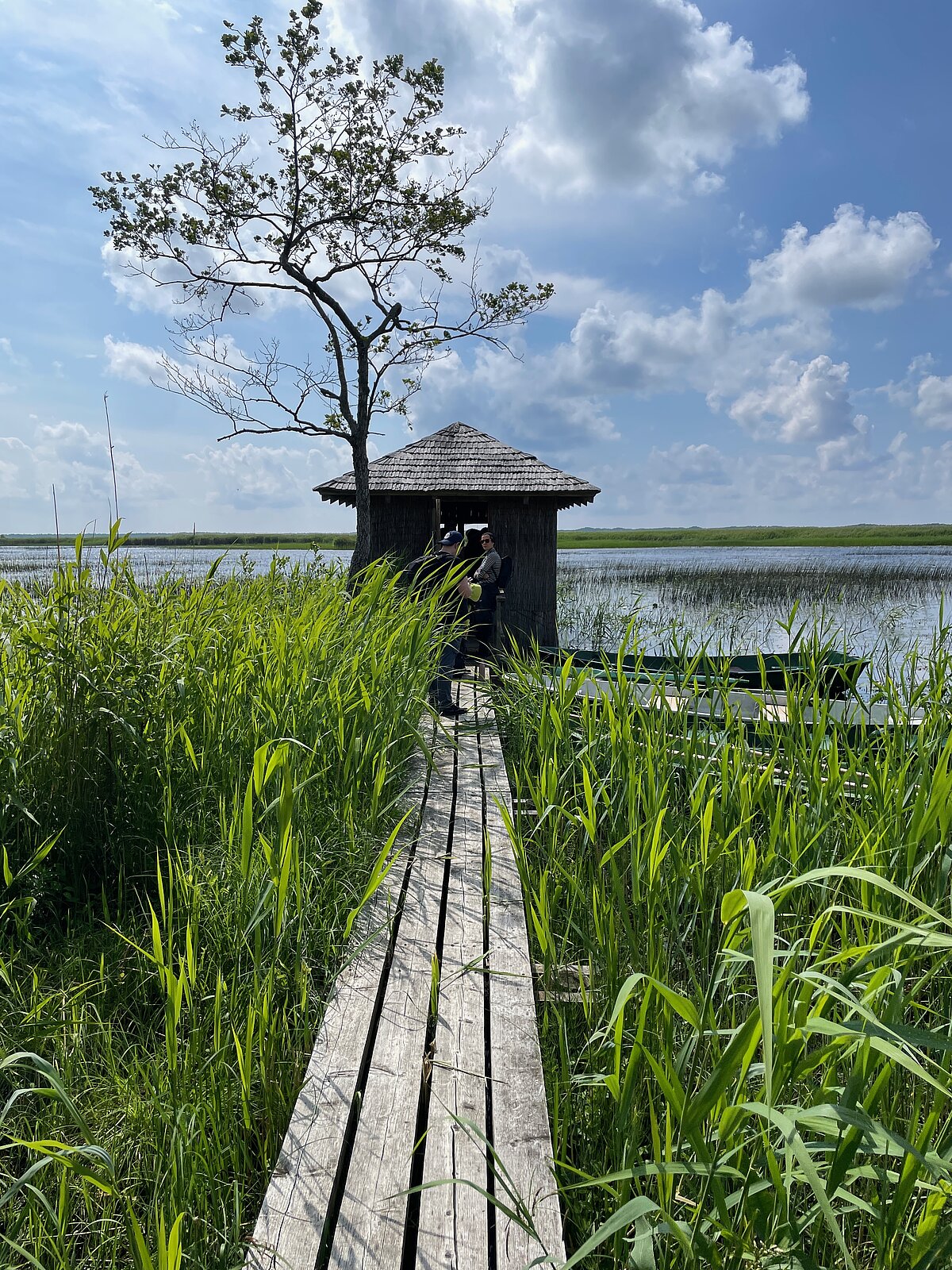 Birdwatching hide at Lake Pape. You can see a wooden boardwalk leading to the hide and the reeds around it. Birdwatching hide at Lake Pape. You can see a wooden boardwalk leading to the hide and the reeds around it.